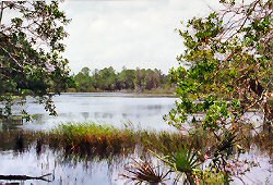 Wetlands Information
