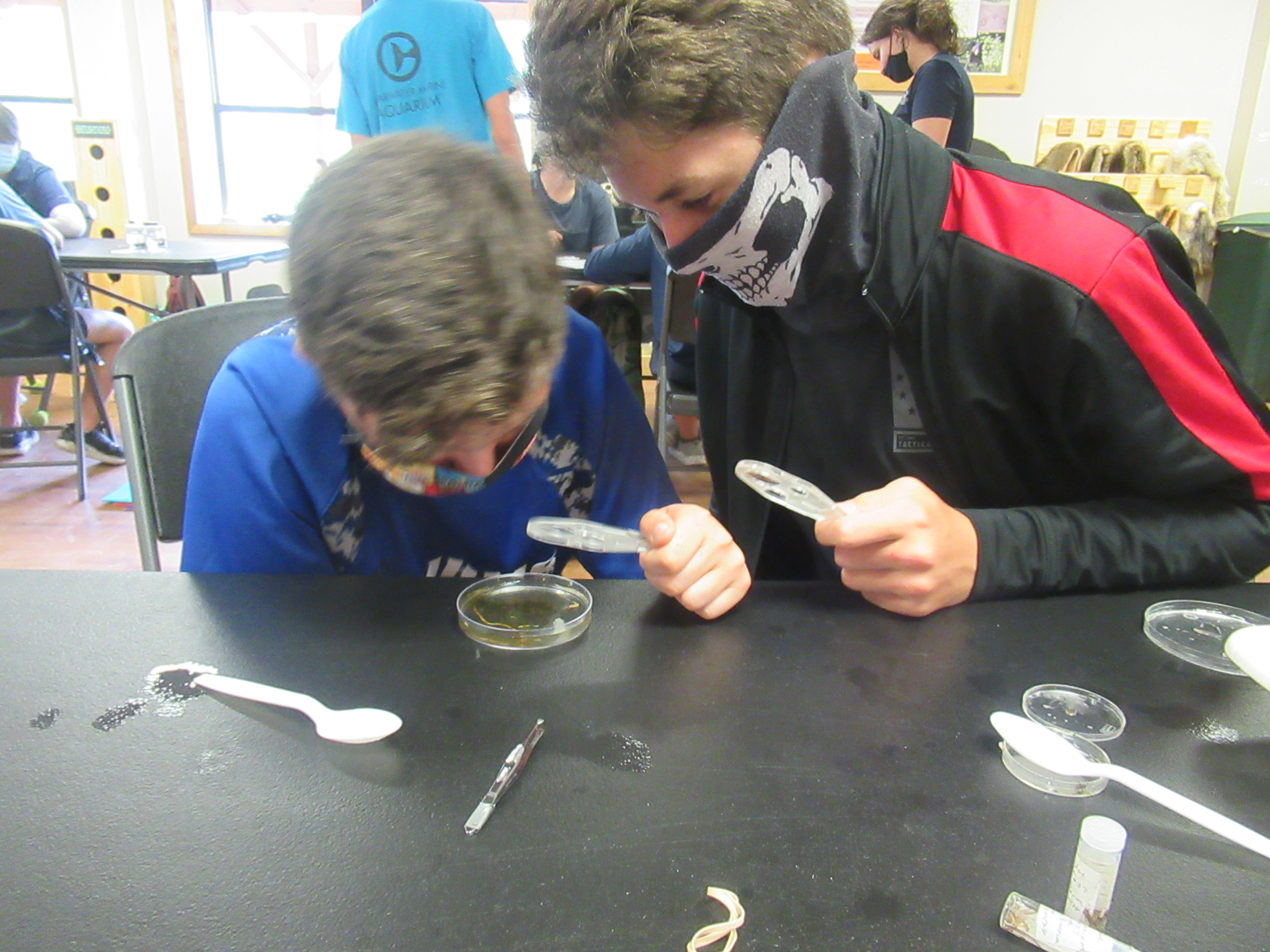 teens looking at macroinvertebrates in a petri dish