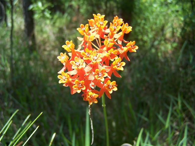 milkweed