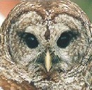 Barred Owl