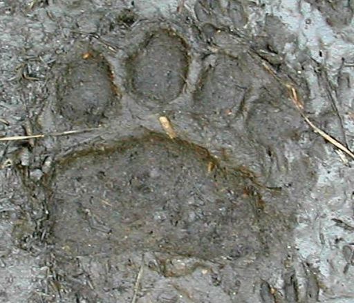 Florida Black Bear Paw Print