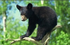 Black Bear Cub
