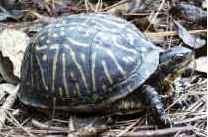 Florida Box Turtle