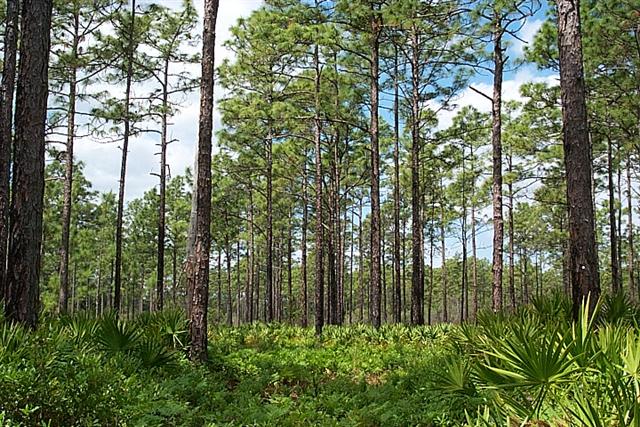 Mesic Pine Flatwoods