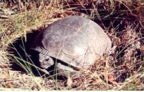 Gopher Tortoise