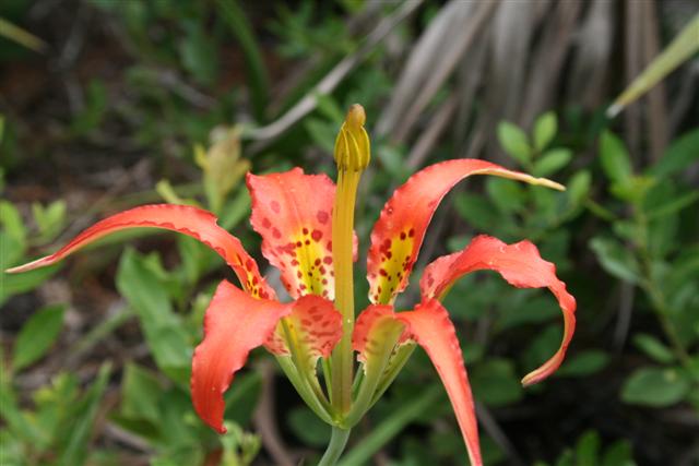 Catesby's Lily
