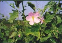 Marsh Mallow