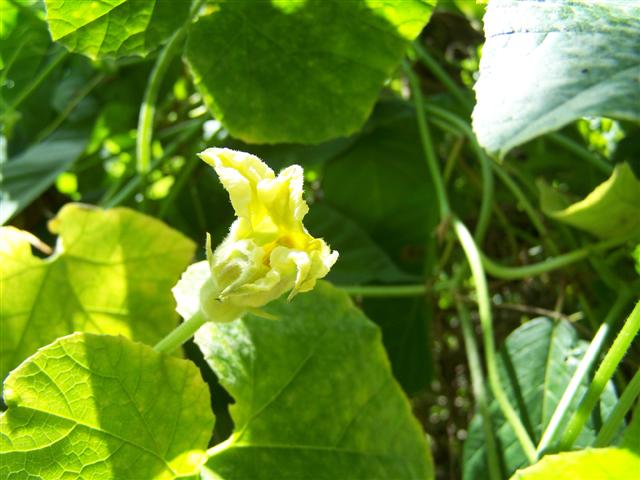 Okeechobee Gourd in Flower