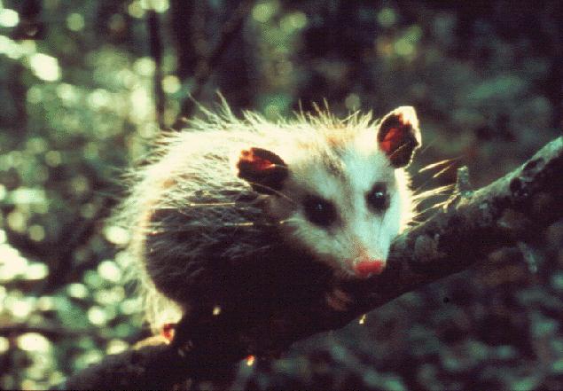 Virginia Opposum