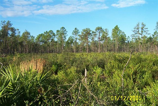 Pine Flatwoods