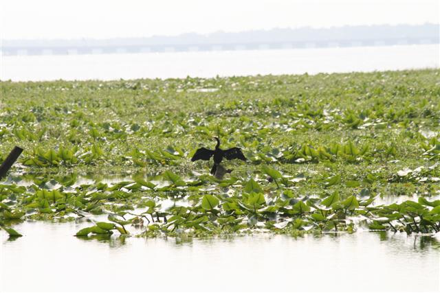 Anhinga on Lake Jesup