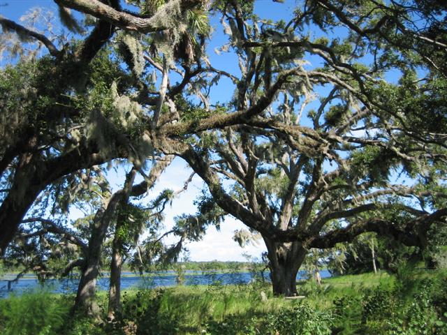 St. Johns River at Lake Harney