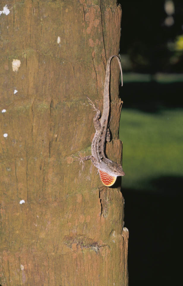 Cuban Brown Anole, Photo by Kevin Enge
