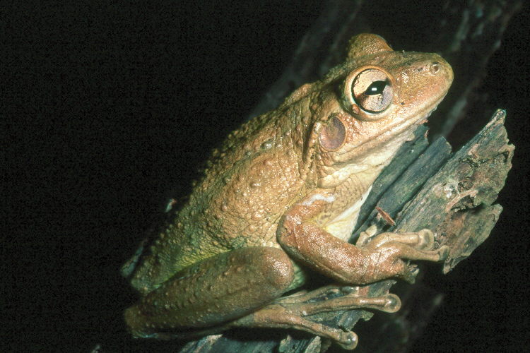 Cuban Tree Frog, Photo by Kevin Enge