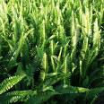 Asian Swordfern