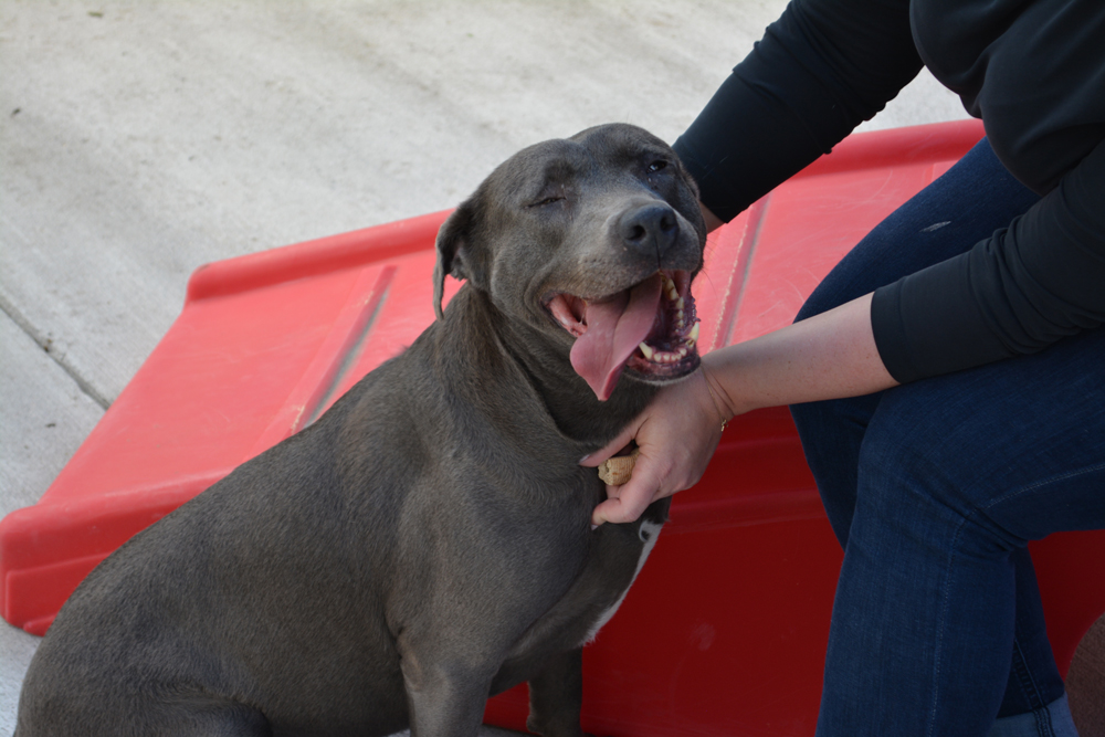 a very cute and happy dog being petted on its head