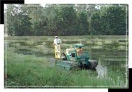 Herbicide Photo