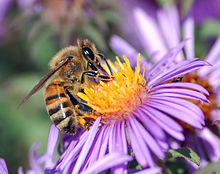 Bee Taking Pollen From Purple Flower