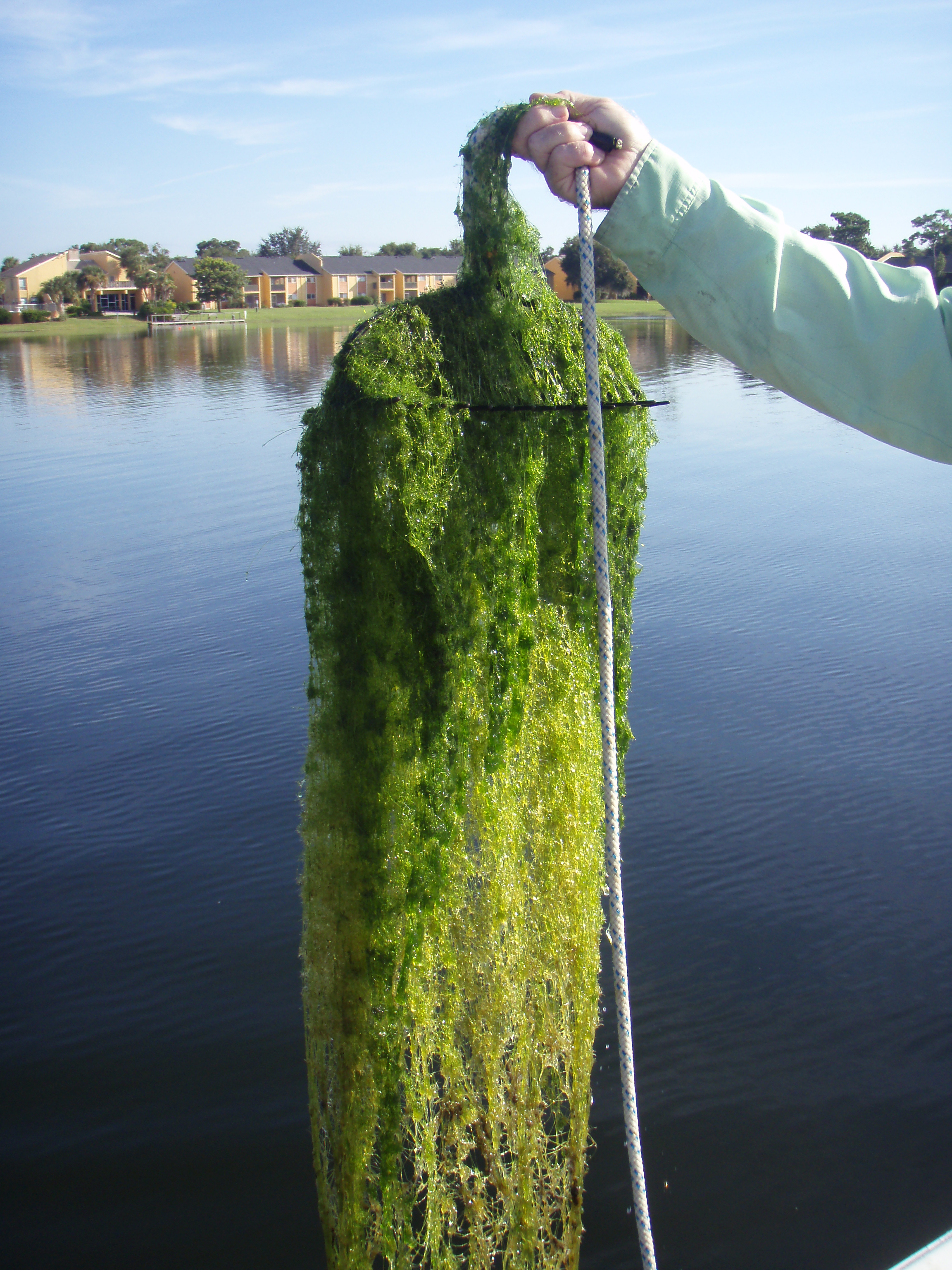 Lake Management Plants