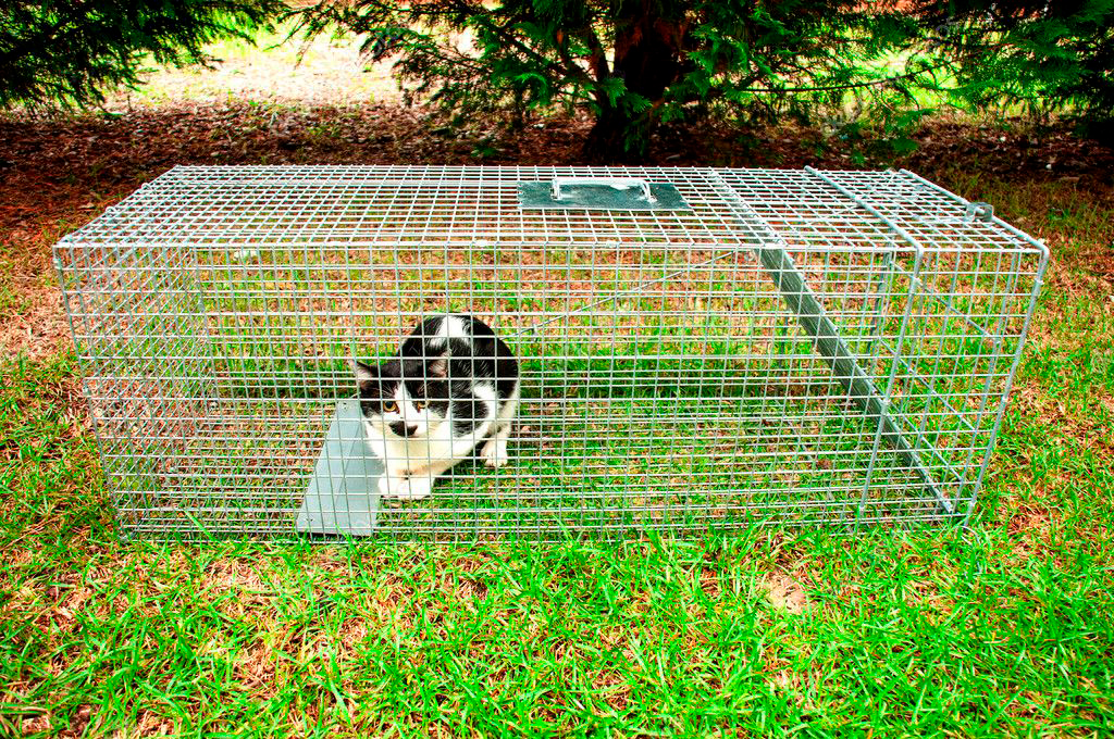 Feral Cat Trap, Trapping, Humane