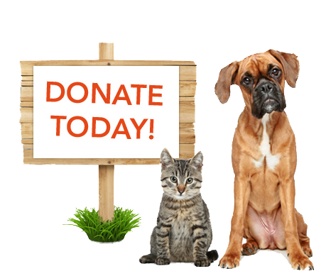 III. Ways to Support Dog Shelters through Donations