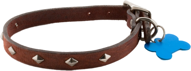 dog collar with tag