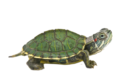 red eared slider turtle