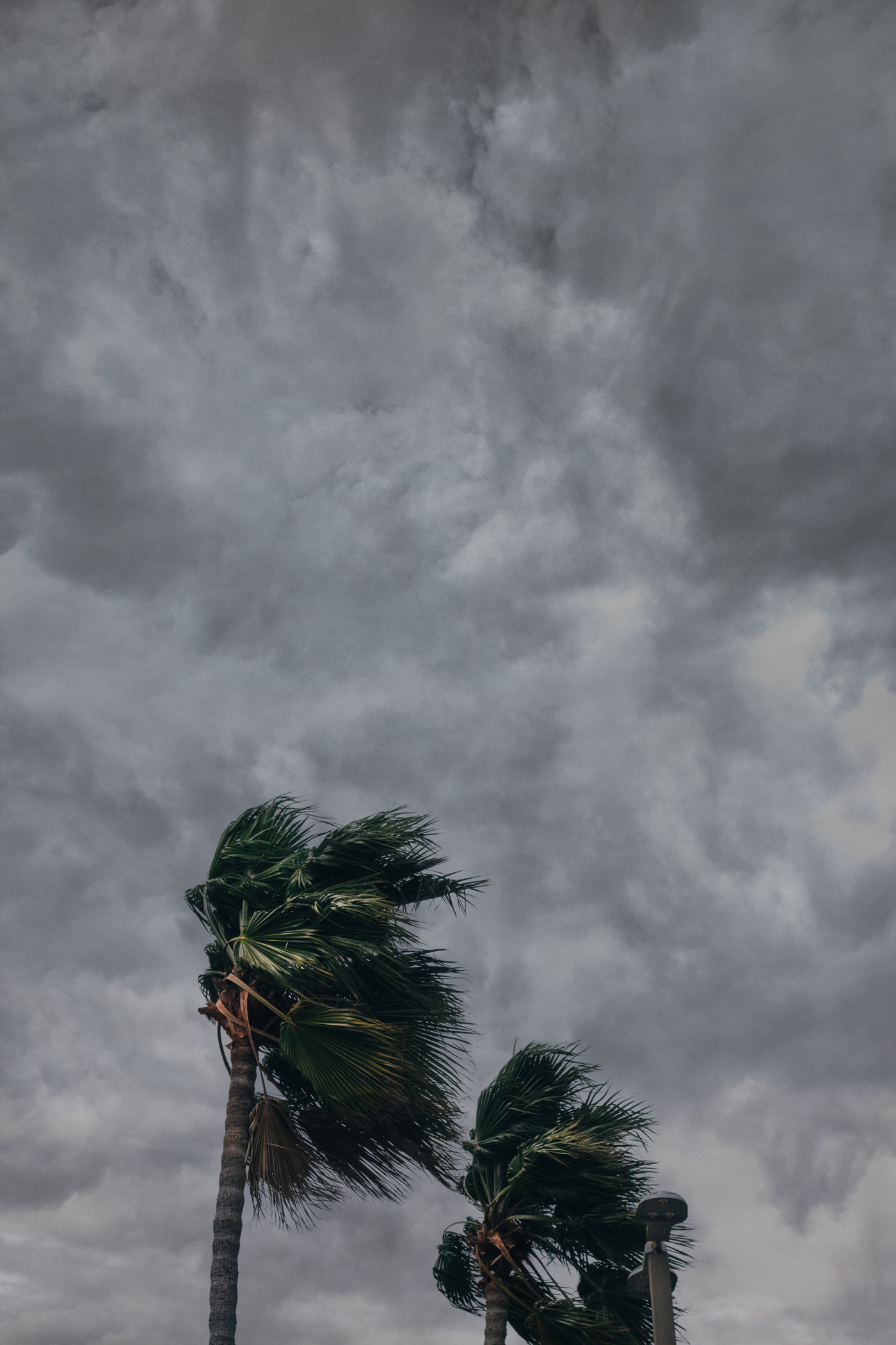 palm trees in wind