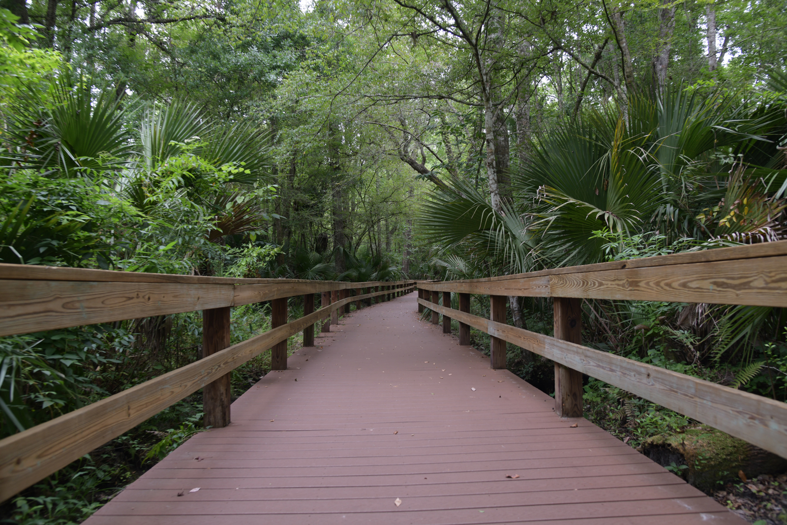 Big Tree Park boardwalk in Longwood, FL
