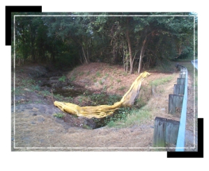 0024548-operations_projects_woods1