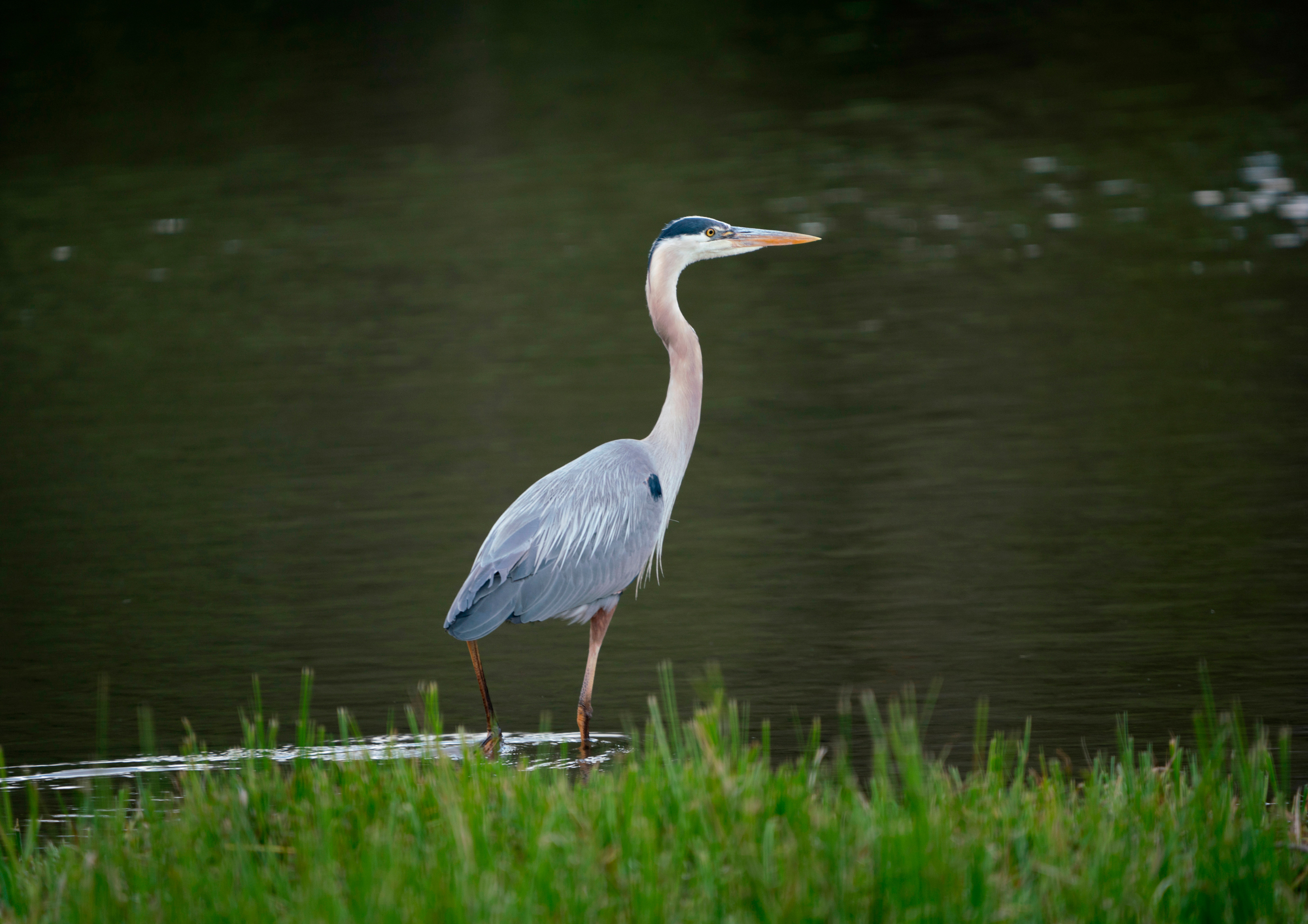 bird-at-lakeshore