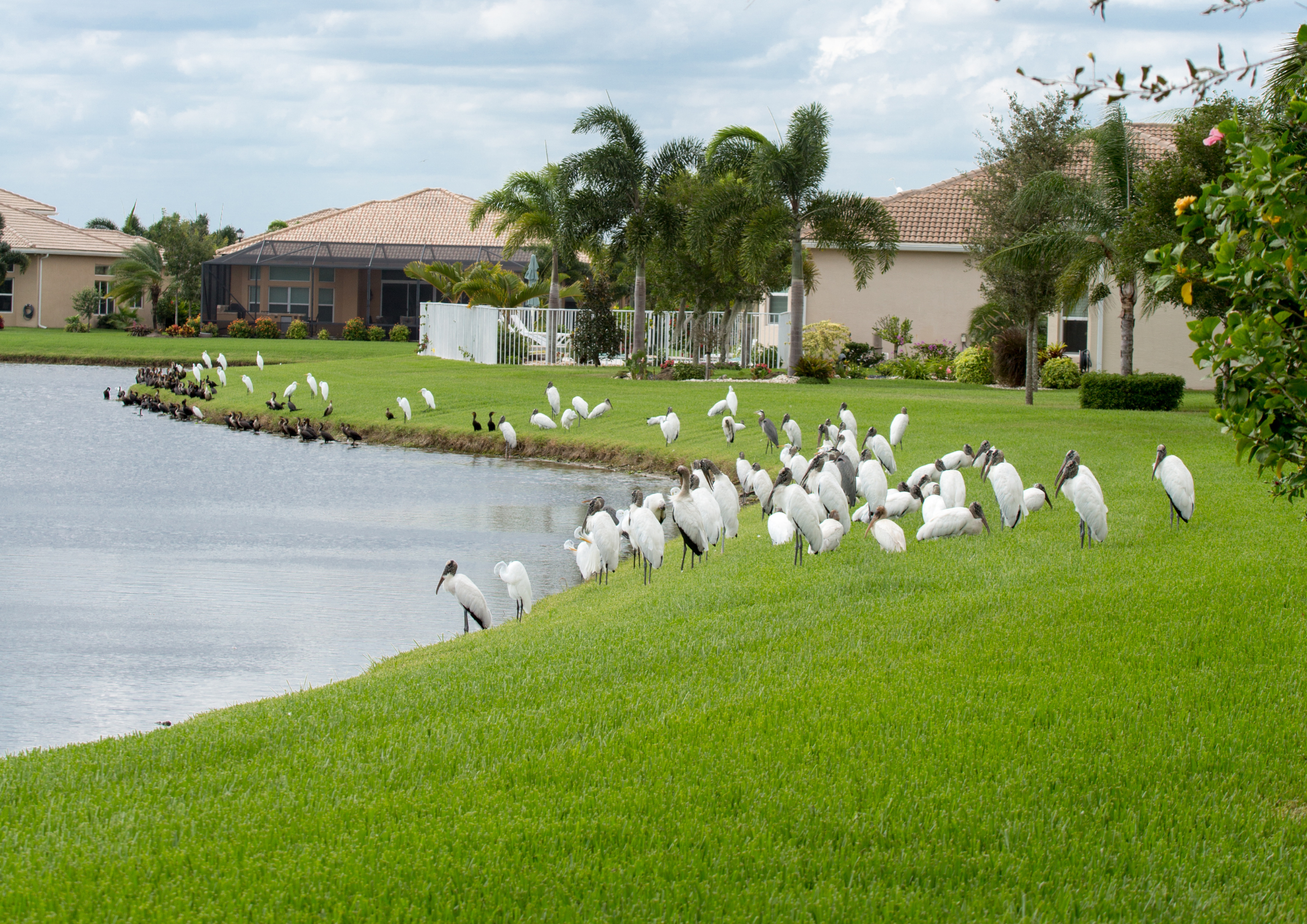 birds-along-retention-pond