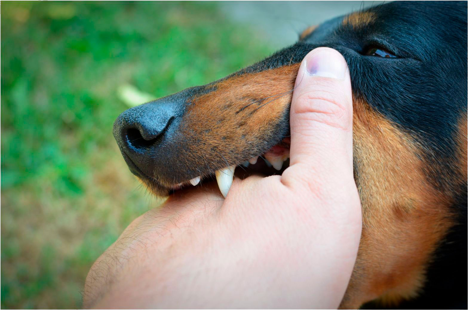 bite