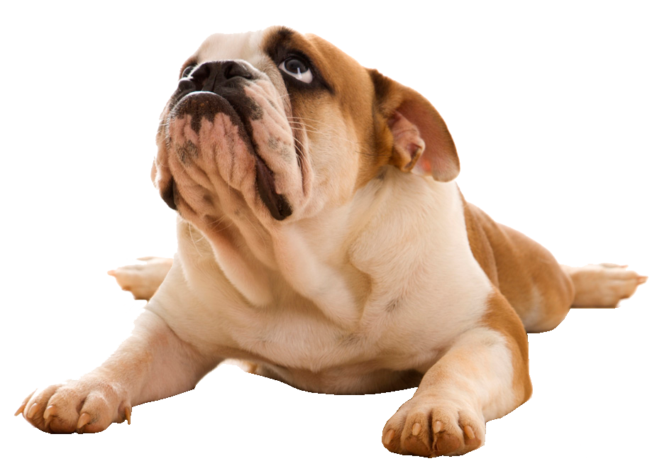 Bulldog-Isolated