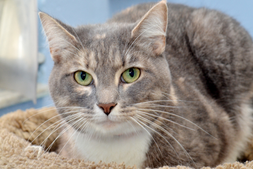 CAT-1