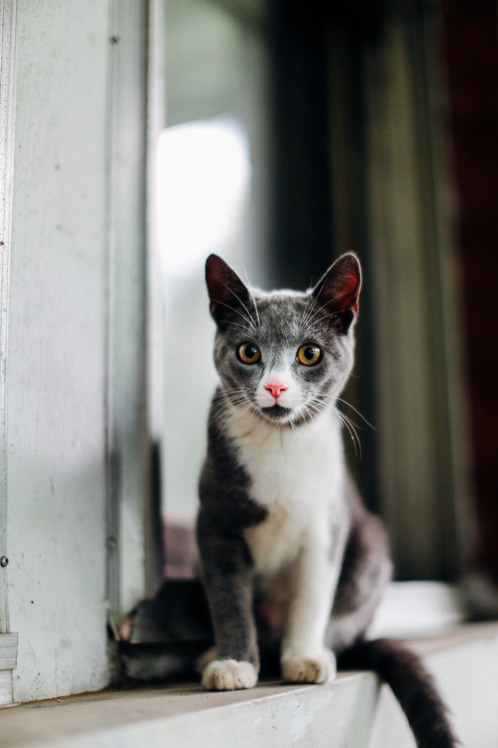 cat-on-window-ledge