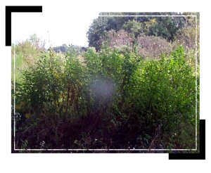 operations_canal_beargully1