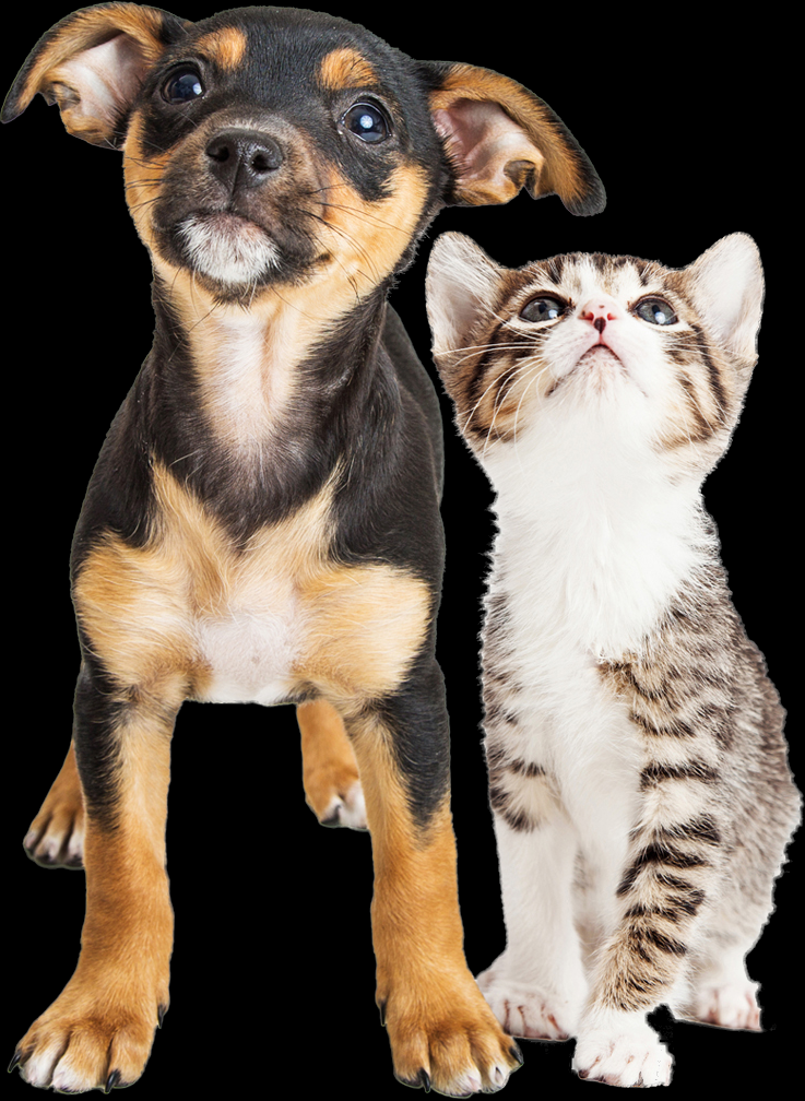 puppy-and-kitten-masked